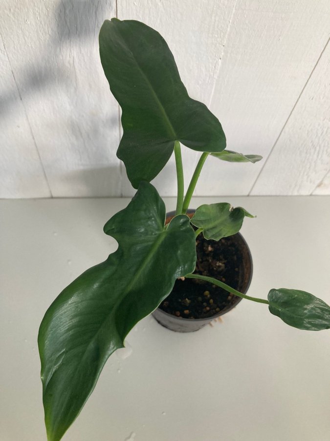 Philodendron Bipennifolium