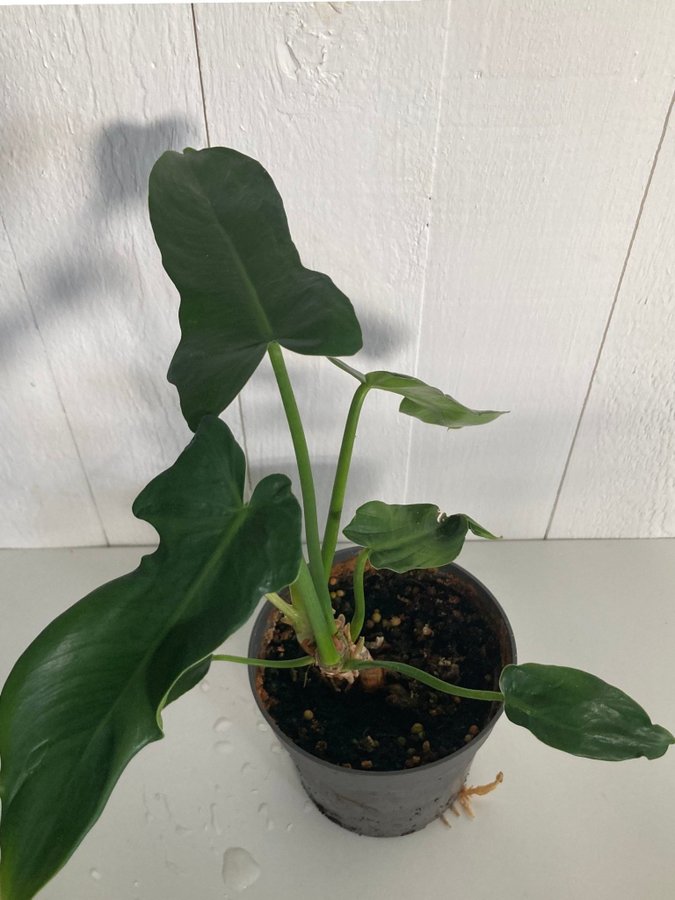 Philodendron Bipennifolium