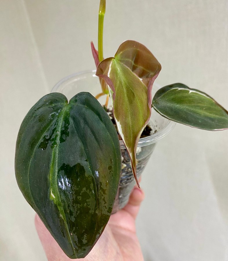 Philodendron Micans Velvet Halo Variegata