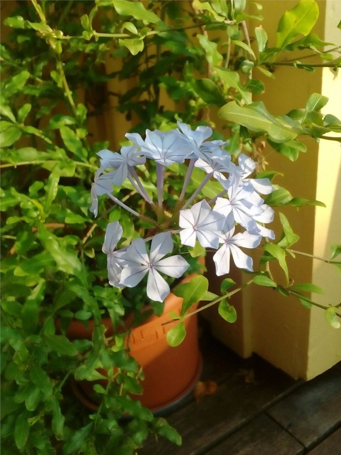 Plumbago, Blyblomma, fem orotade sticklingar (ljusblåa blommor)