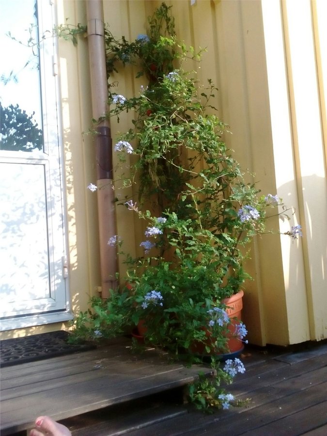 Plumbago, Blyblomma, fem orotade sticklingar (ljusblåa blommor)