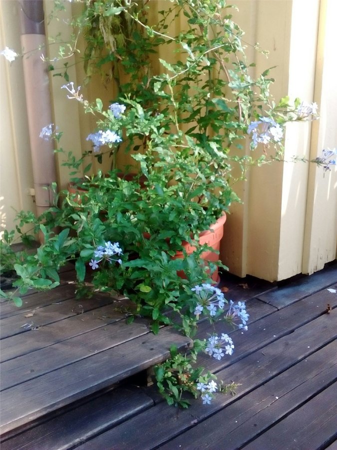 Plumbago, Blyblomma, fem orotade sticklingar (ljusblåa blommor)