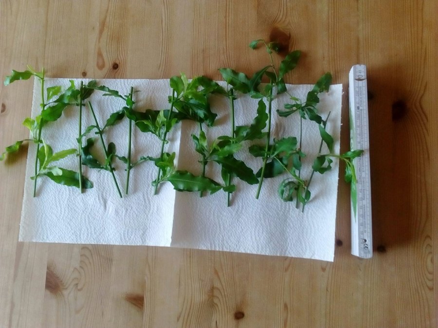 Plumbago, Blyblomma, fem orotade sticklingar (ljusblåa blommor)