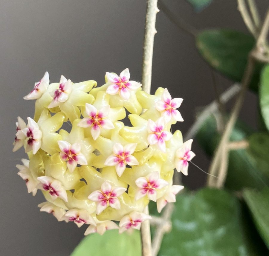 hoya parasitica