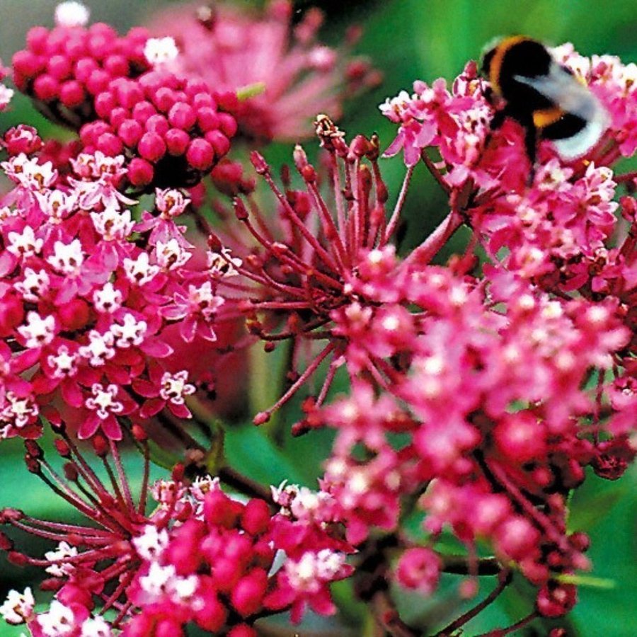 Sidenplanta ( Asclepias tuberosa)