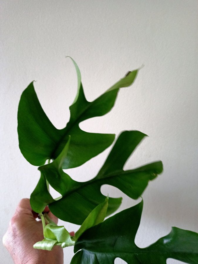 MONSTERA Rhaphidophora " TETRASPERMA","- stickling