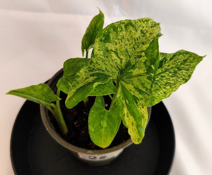 2 st - Syngonium podophyllum ’Mottled Mojito’ plantor (nr 28 och 30)