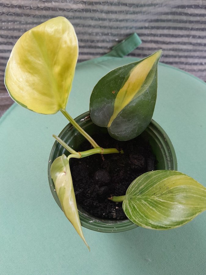 En planta av min Philodendron