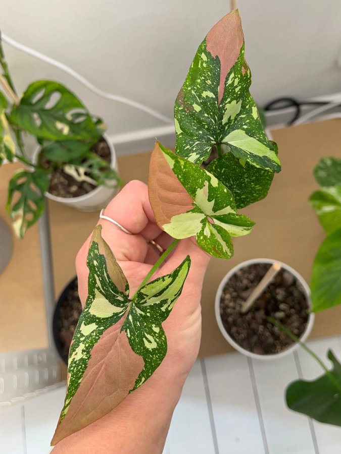 Syngonium ”Red spot tricolor” toppstickling ( aroid )