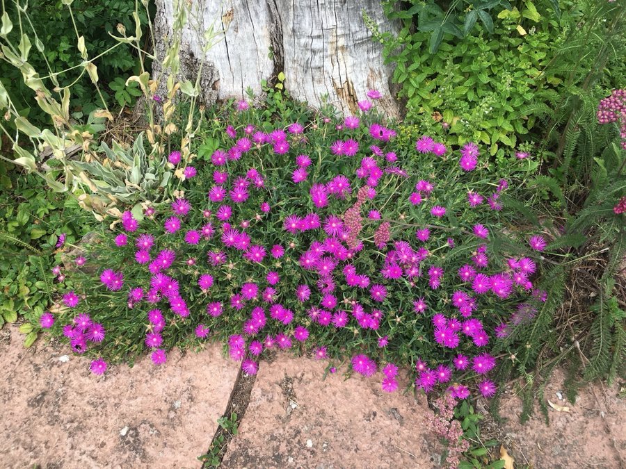 Delosperma ÖKENROS - Ocean Sunset™ Cerise - Violet perenn