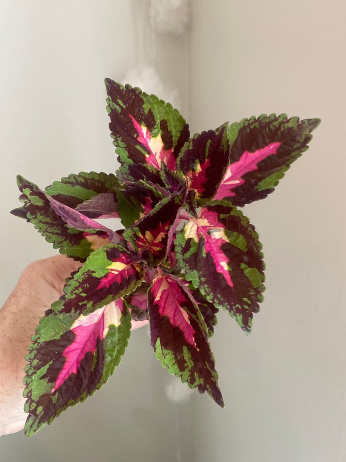 KRETA SUN SWISS y-stickling *palettblad*coleus*