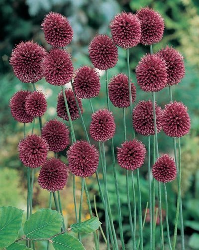 Klotlök, Allium Sphaerocephalon,8 lökar.