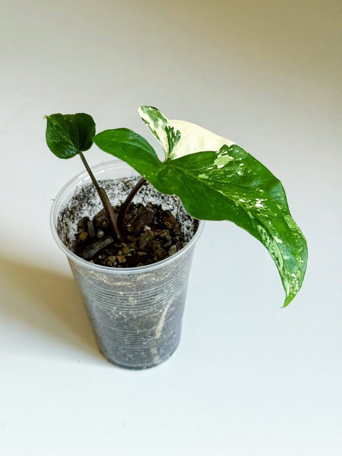 Syngonium " ALBO VARIEGATA " Liten planta (Variegerad pilspetsranka ej monstera)