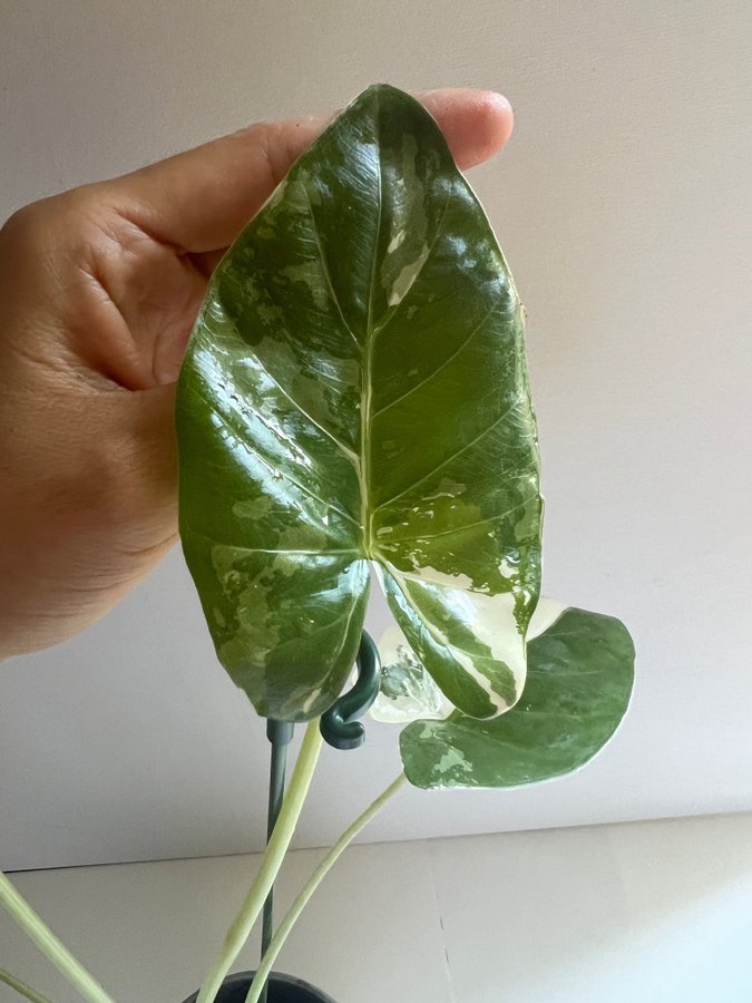 Alocasia "Okinawa Silver"