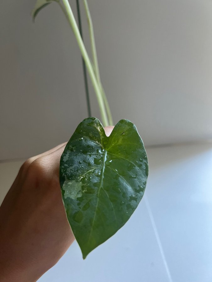 Alocasia "Okinawa Silver"