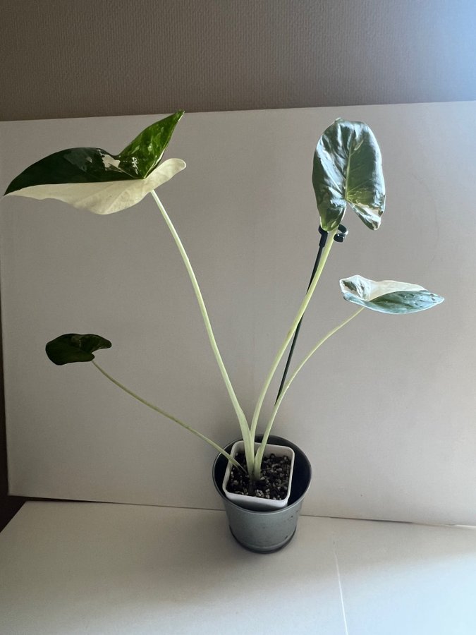 Alocasia "Okinawa Silver"