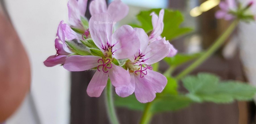 Attar of Roses rosdoftande sort - Orotad stickling