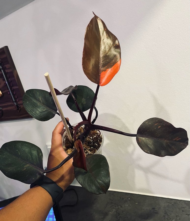 Philodendron orange princess