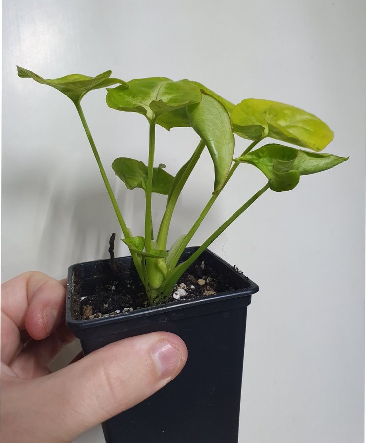 Syngonium podophyllum 'Lime soda'