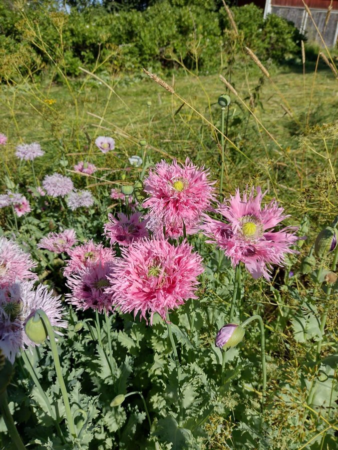 frön pionvallmo och enkla rosa lila 1-åriga minst 300 frön