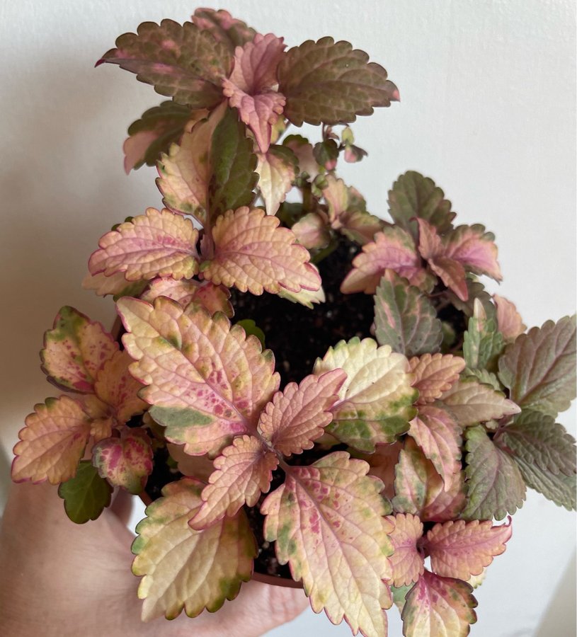 Caroline stickling palettblad coleus