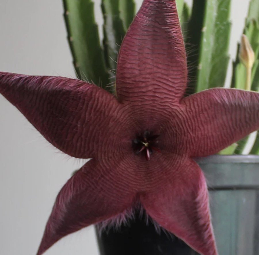 Stapelia grandiflora