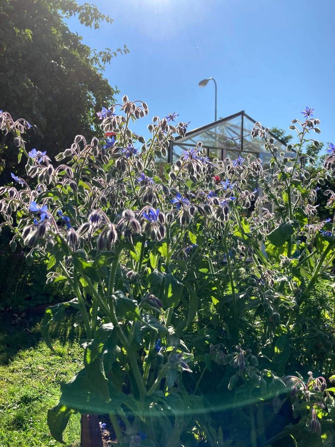 Gurkört, blomma med smak av gurka 10 st frön