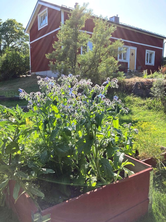 Gurkört, blomma med smak av gurka 10 st frön