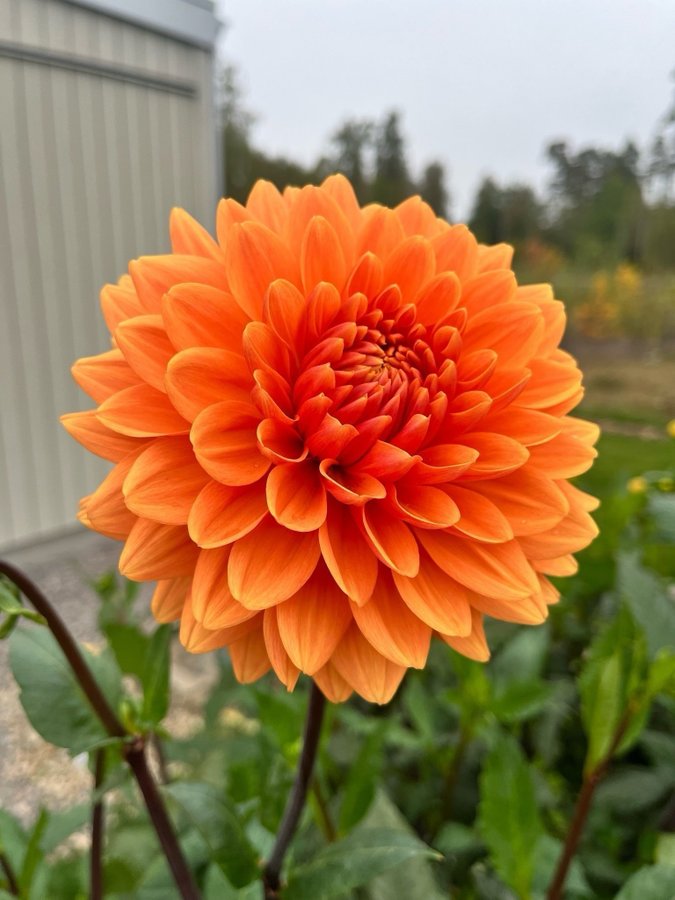 Dahlia 'Renato Tosio' - chicken leg