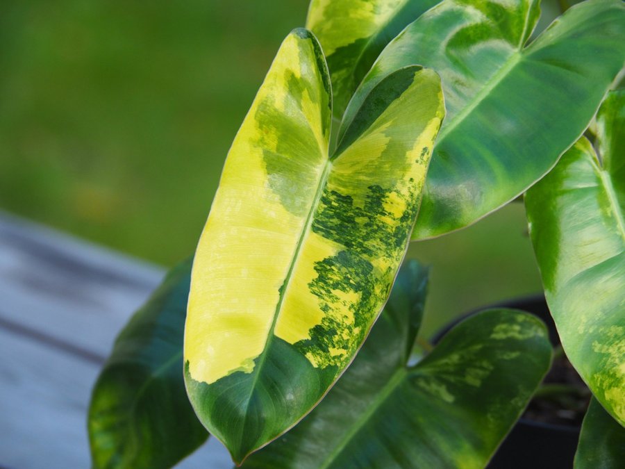 Philodendron Burle Marx Variegata planta