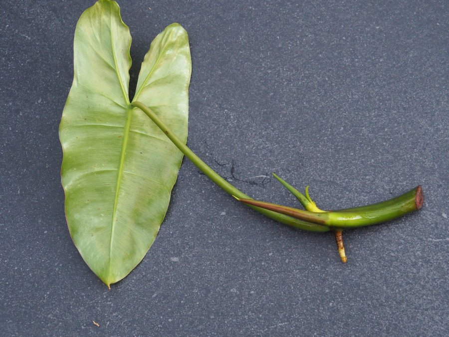 Philodendron Burle Marx Variegata planta