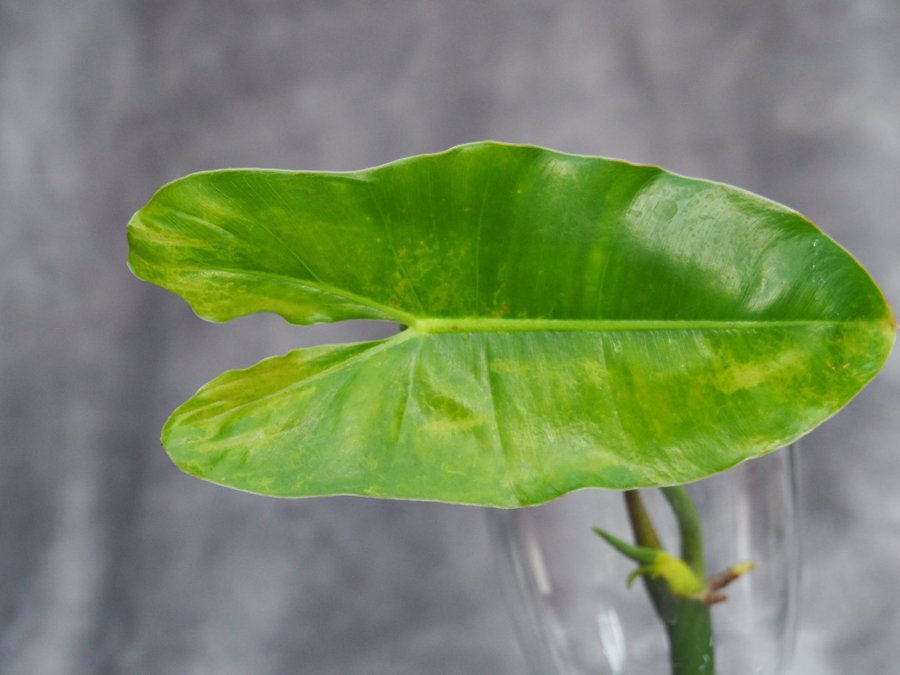 Philodendron Burle Marx Variegata planta