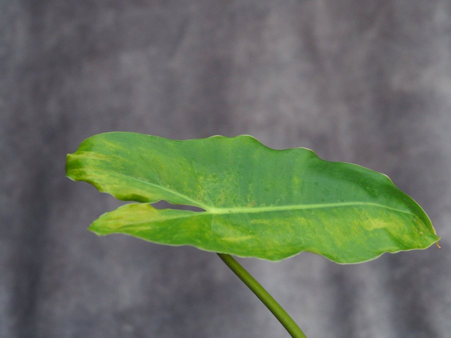 Philodendron Burle Marx Variegata planta