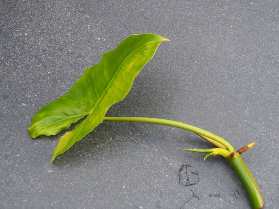 Philodendron Burle Marx Variegata planta