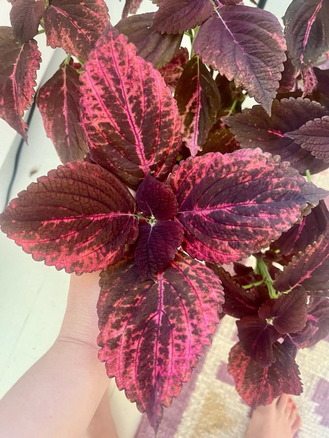 Stickling Palettblad Coleus Pinky Pin