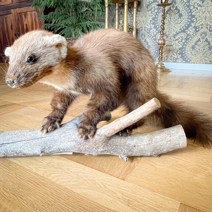 Mård montage Skogsmård uppstoppad trofé Taxidermi