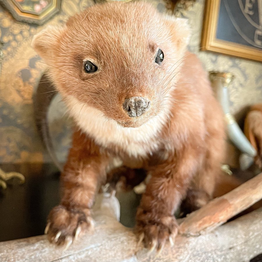 Mård montage Skogsmård uppstoppad trofé Taxidermi