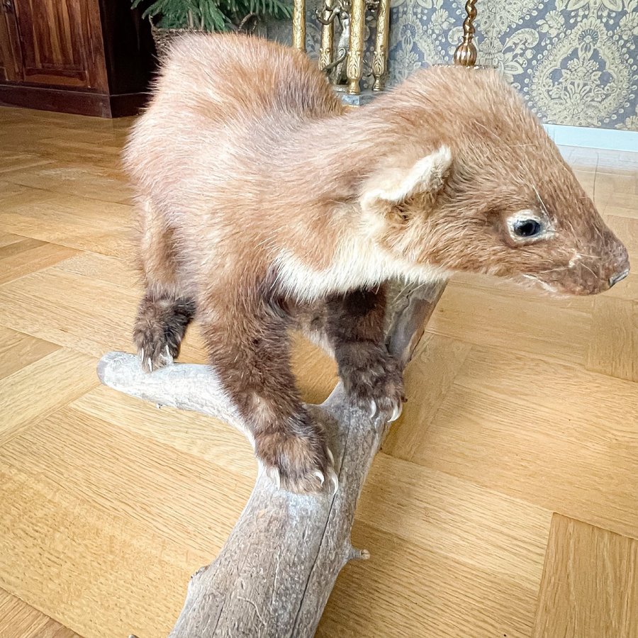 Mård montage Skogsmård uppstoppad trofé Taxidermi