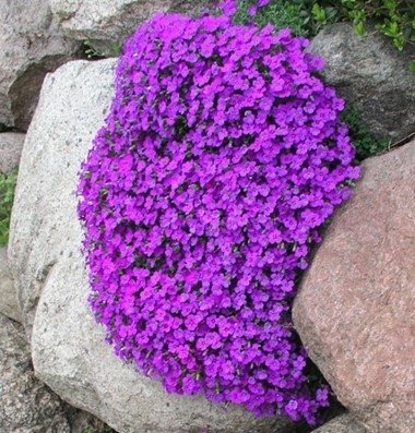 Aubrieta Hendersonii flerårig höjd 15 cm Blomtid Mars-juni minst 50 frö