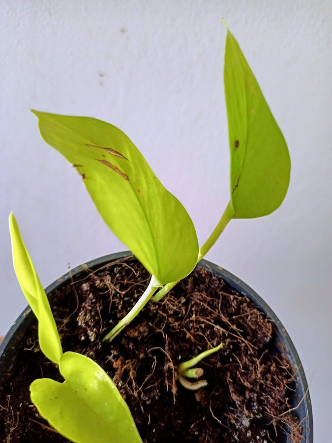 GULLRANKA " GOLDEN PHOTOS " - EPIPREMNUM AUREUM - planta