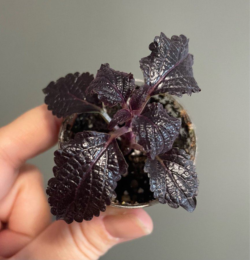 Shiny Shoes stickling palettblad coleus