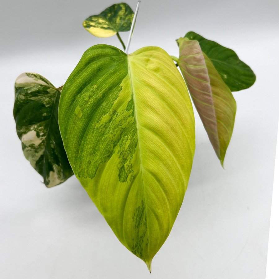 Philodendron Fuzzy Petiole variegata/aurea, raritet