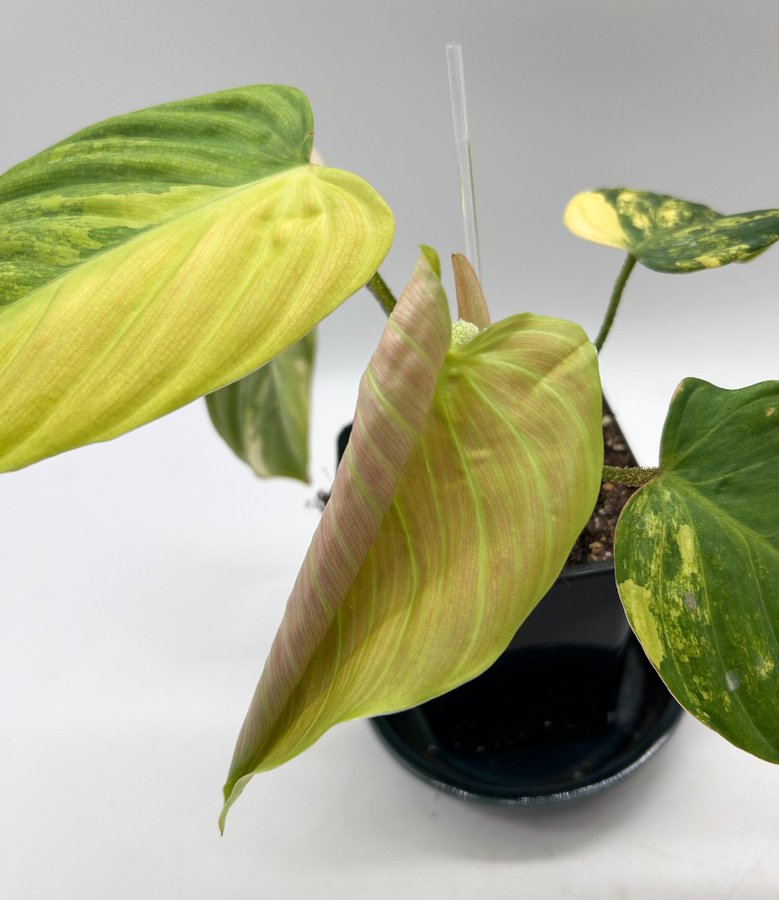 Philodendron Fuzzy Petiole variegata/aurea, raritet