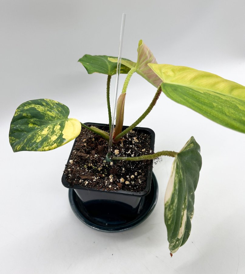 Philodendron Fuzzy Petiole variegata/aurea, raritet