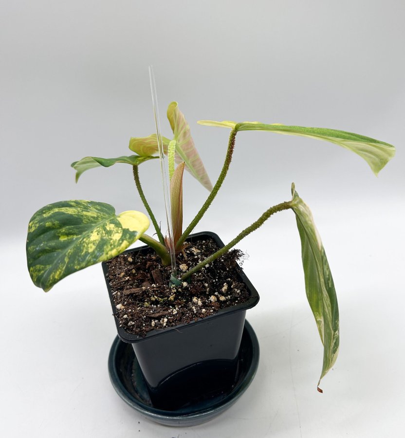 Philodendron Fuzzy Petiole variegata/aurea, raritet