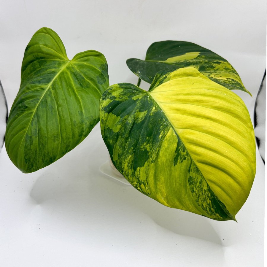 Philodendron Fuzzy Petiole variegata/aurea, raritet