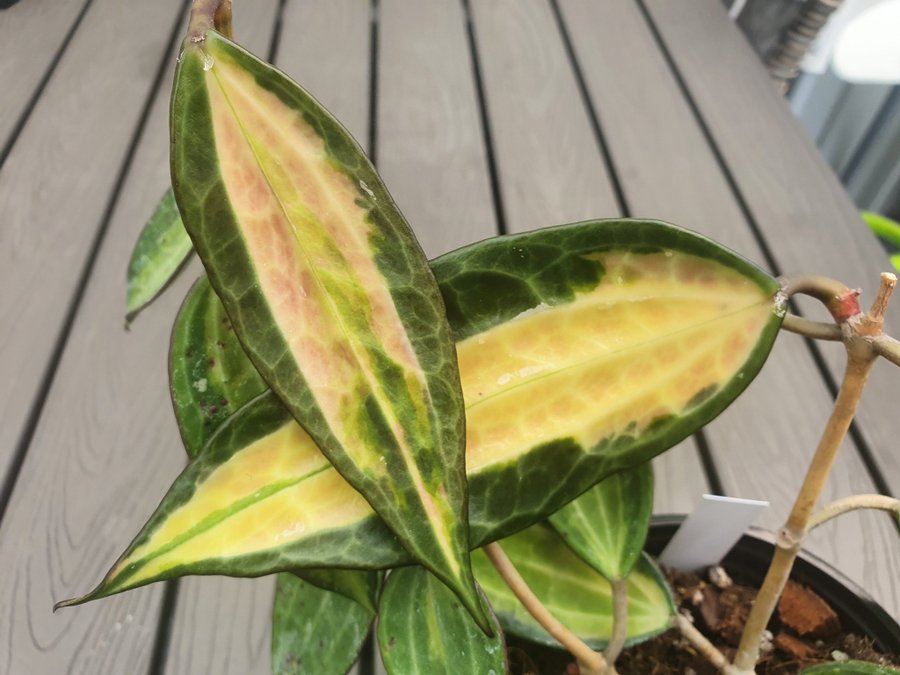 Hoya Latifolia Pot of Gold / fd Macrophylla stickling nr4