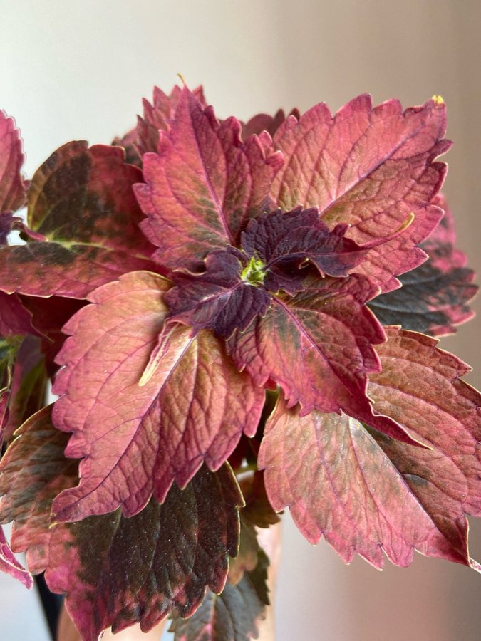 Palettblad/Coleus VILLEMO y-stickling