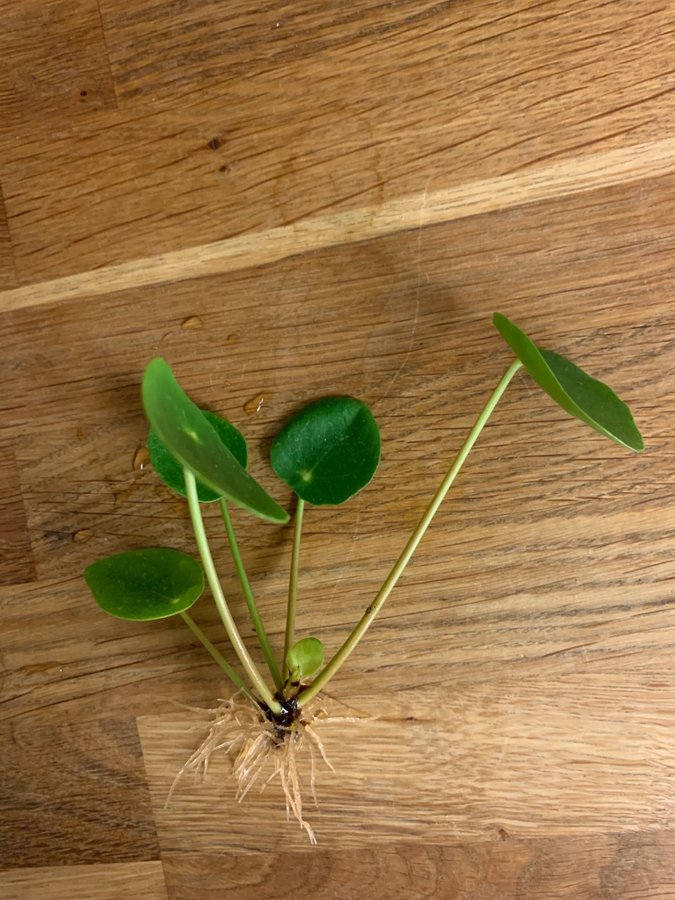 Pilea peperomioides Sugar