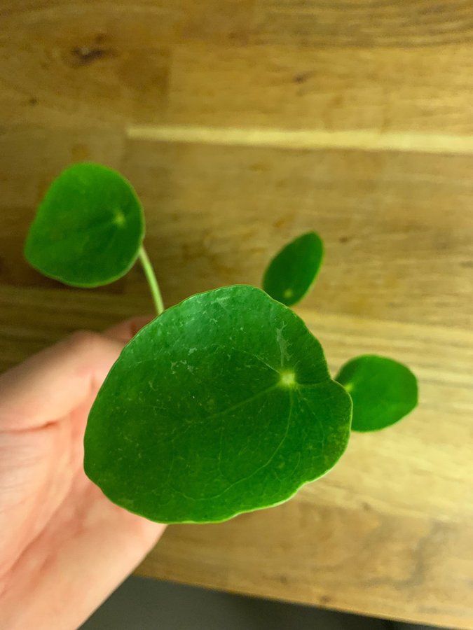 Pilea peperomioides Sugar